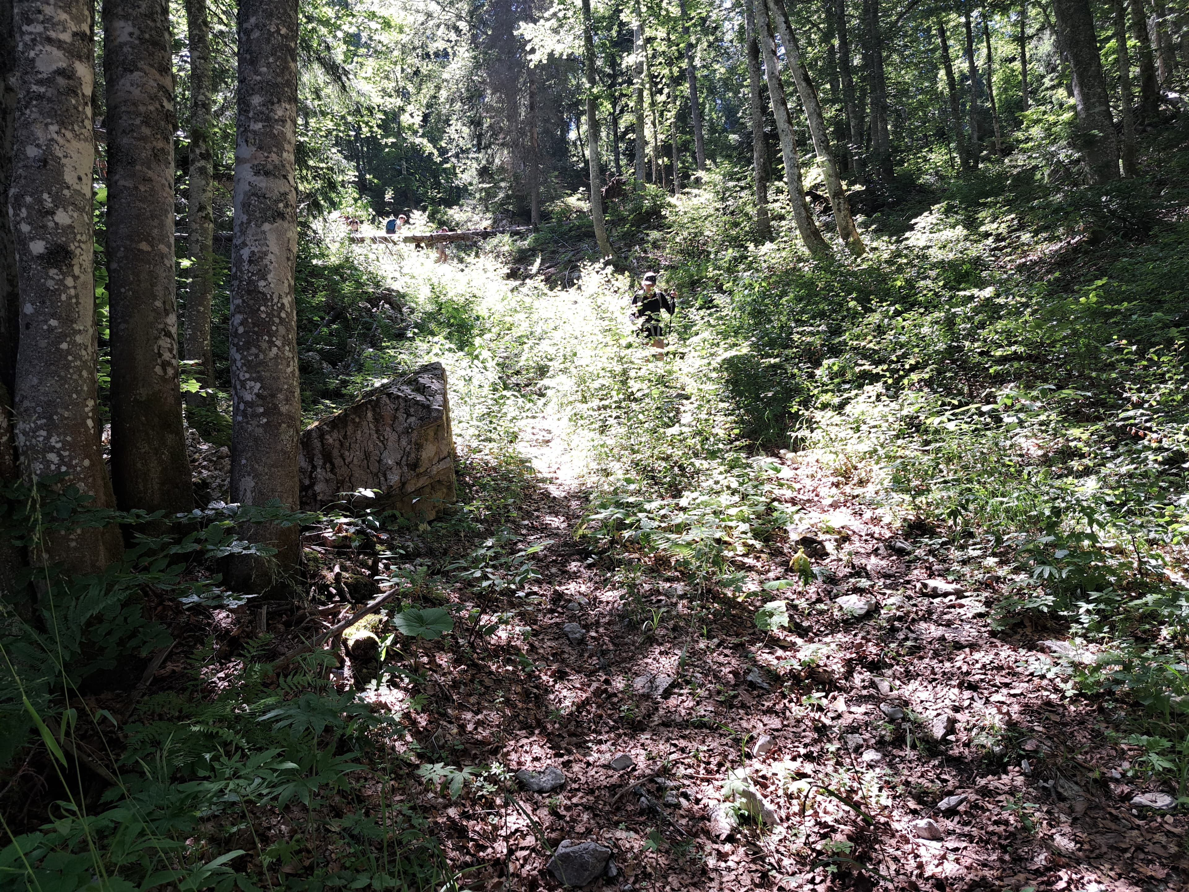 Randonneur marchant au cœur de la forêt